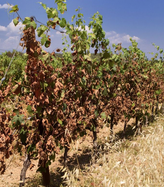 Canicule 2026 : quel impact sur le vin et les spiritueux ?